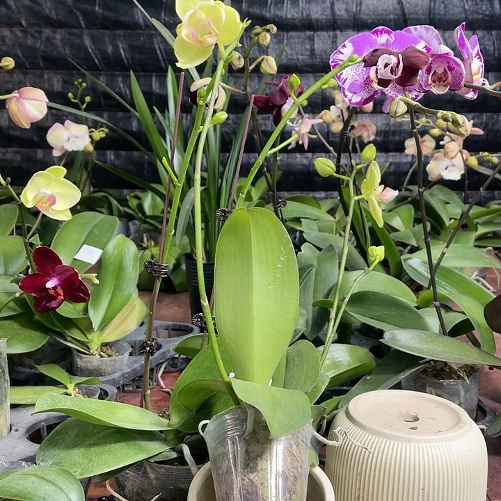 当前无花栽培后可以开花绿如意变异