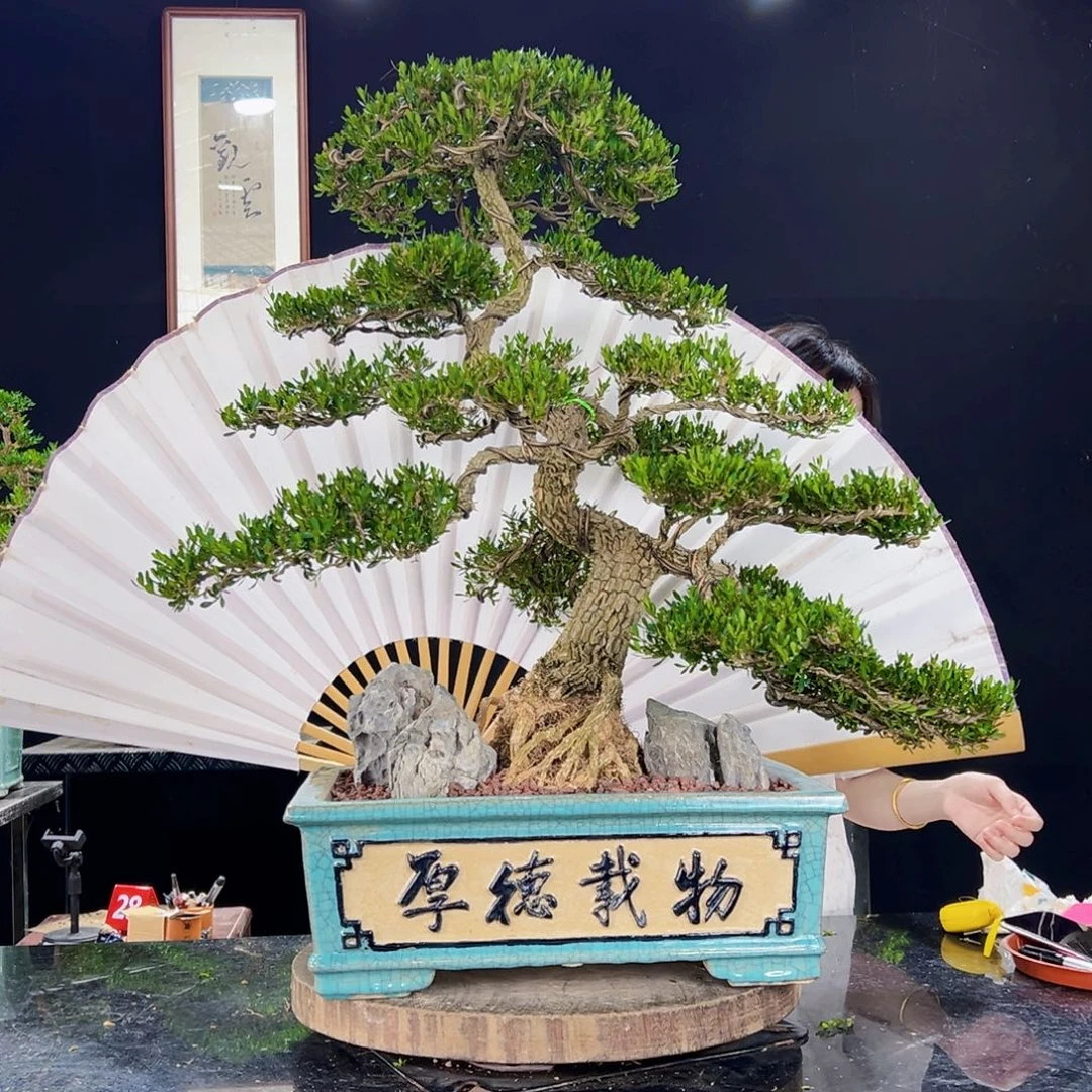 无花朵黄杨盆景四季常青