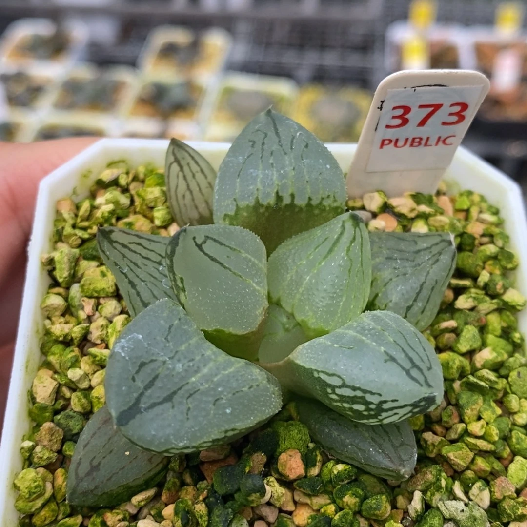 373号虞美人多肉植物