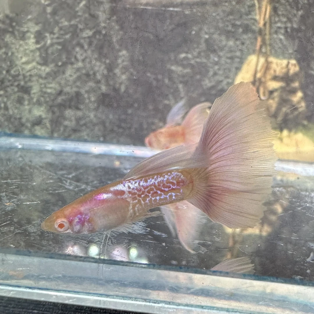 直播间孔雀鱼挑选改价链接