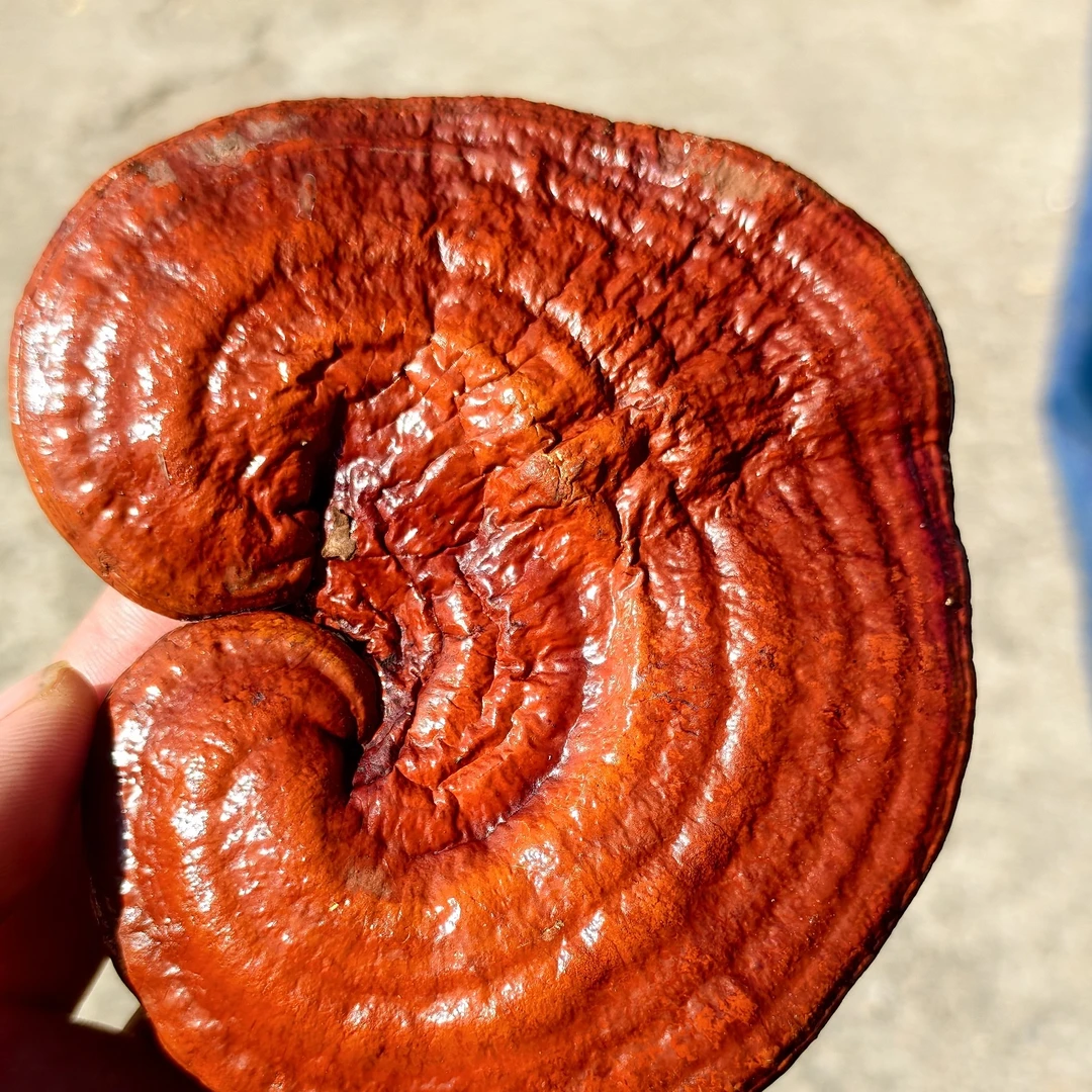 刘小亮助农苗族农家下山货灵芝干菜