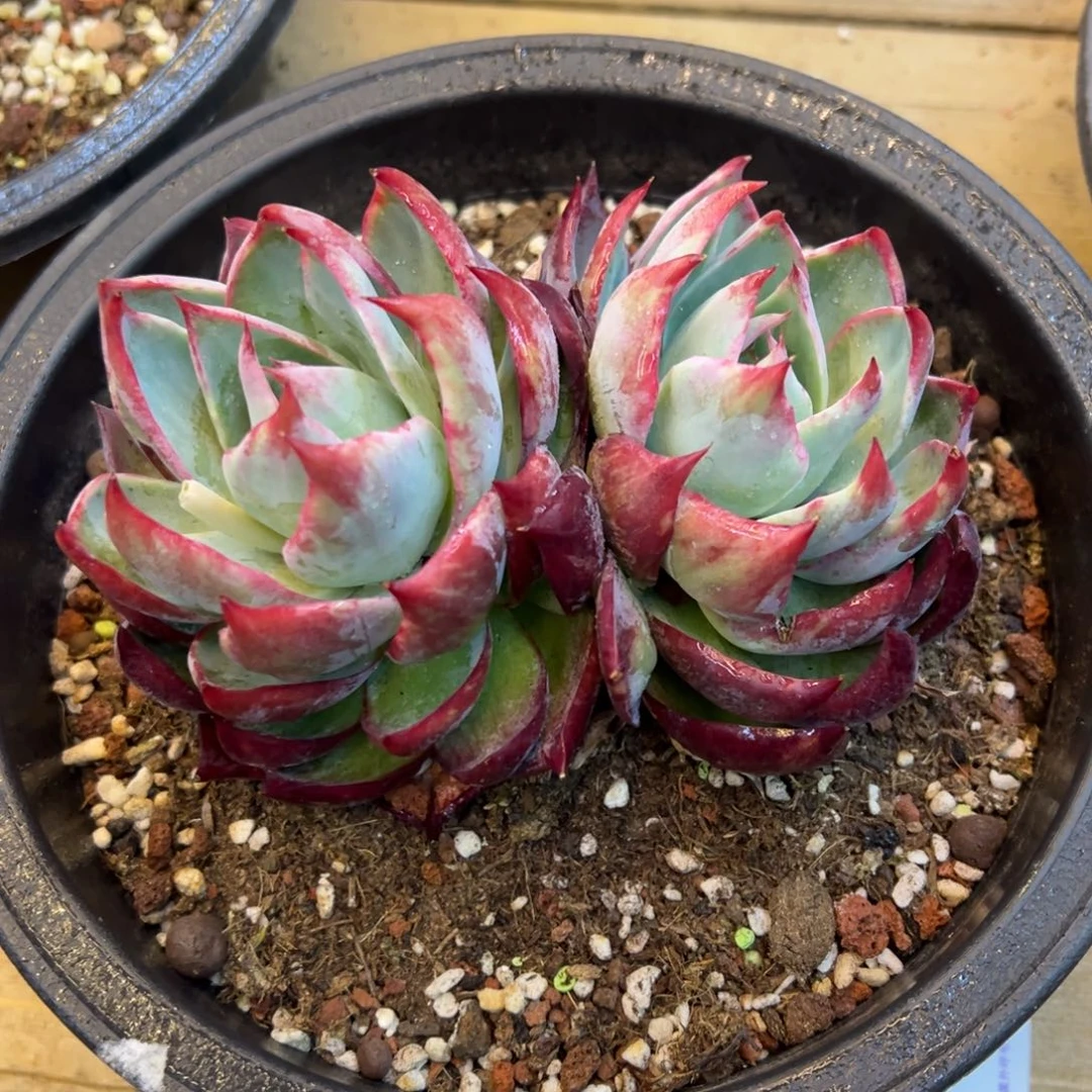 一**花双头大惊鸿，福利多多