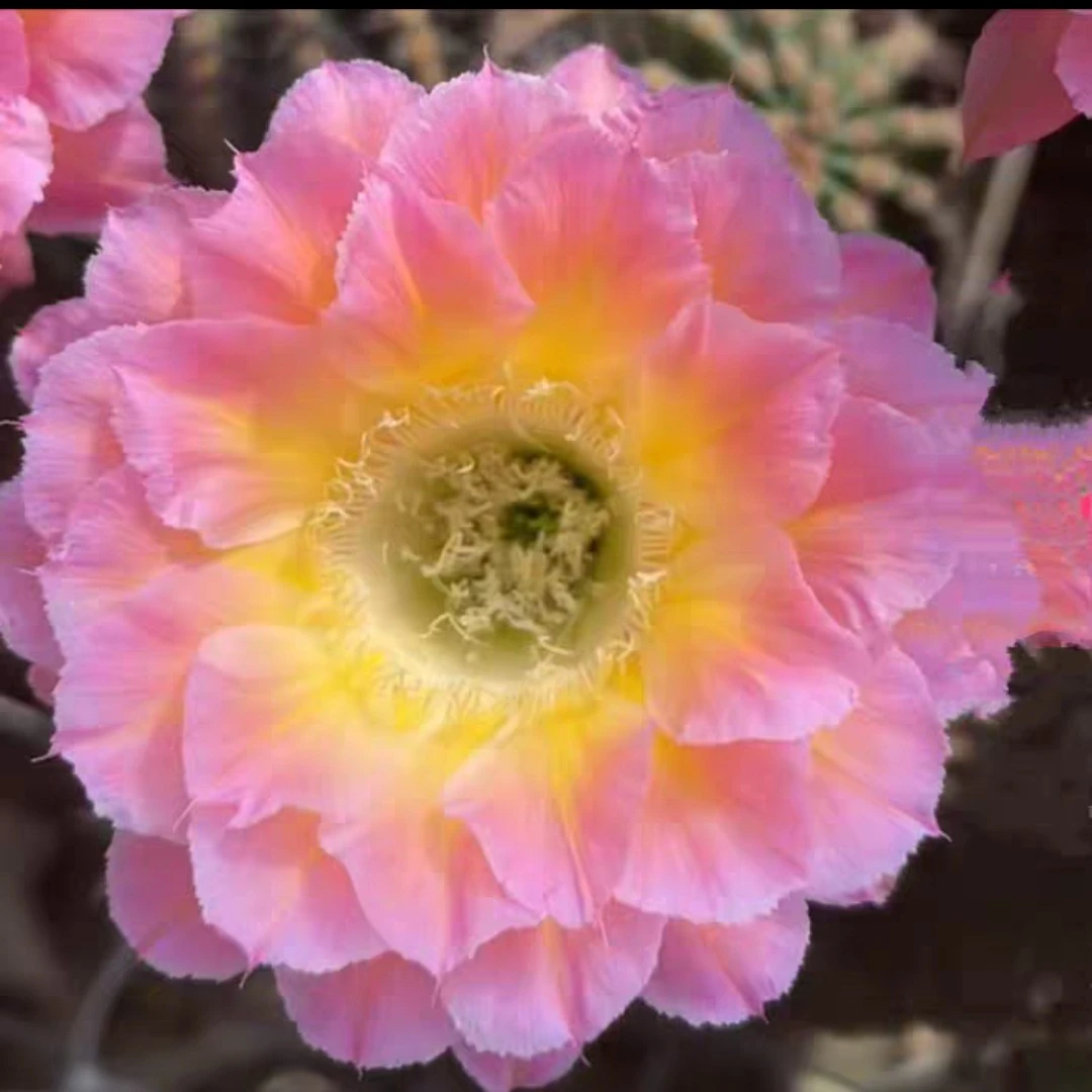 萤火虫彩草无根侧芽一个3cm满30包邮多肉植物仙人球