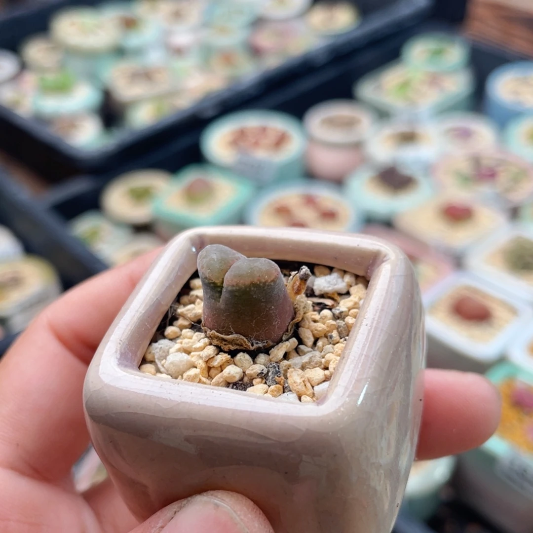 无花朵1833--一物一拍 带盆