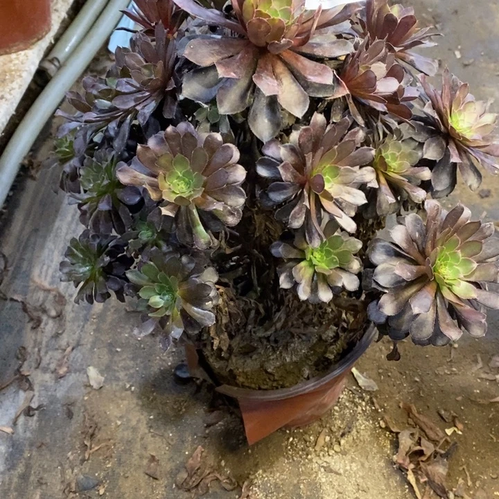 黑铜壶多肉断头不包3922