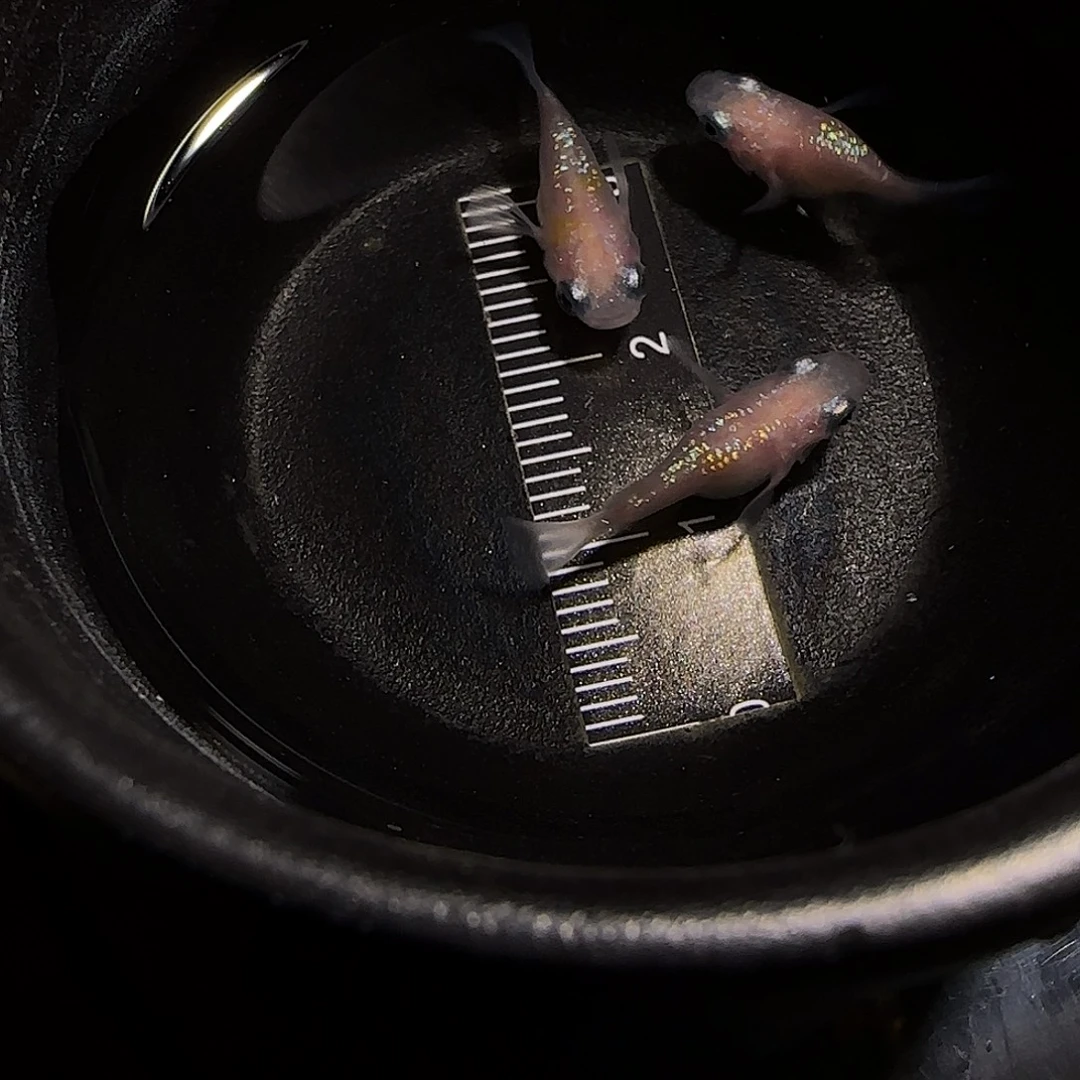 青鳉鱼一物一拍618