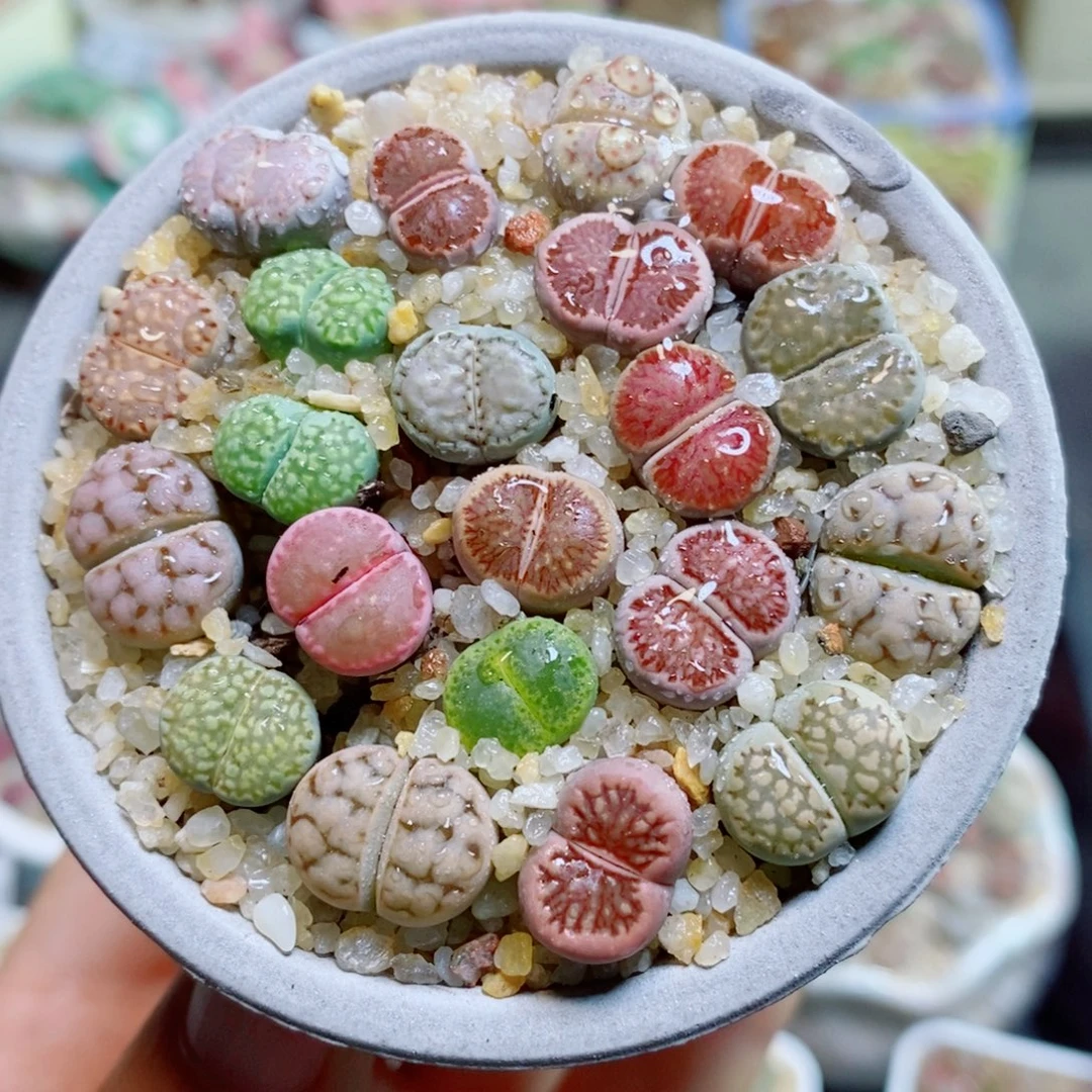 生石花花花哈哈哈哈哈哈606