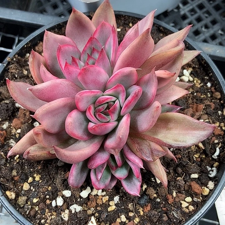 野马东云锦群多肉