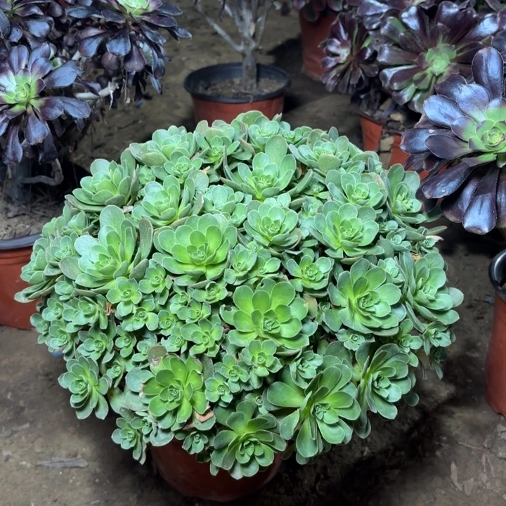 多肉植物法师树玫瑰3