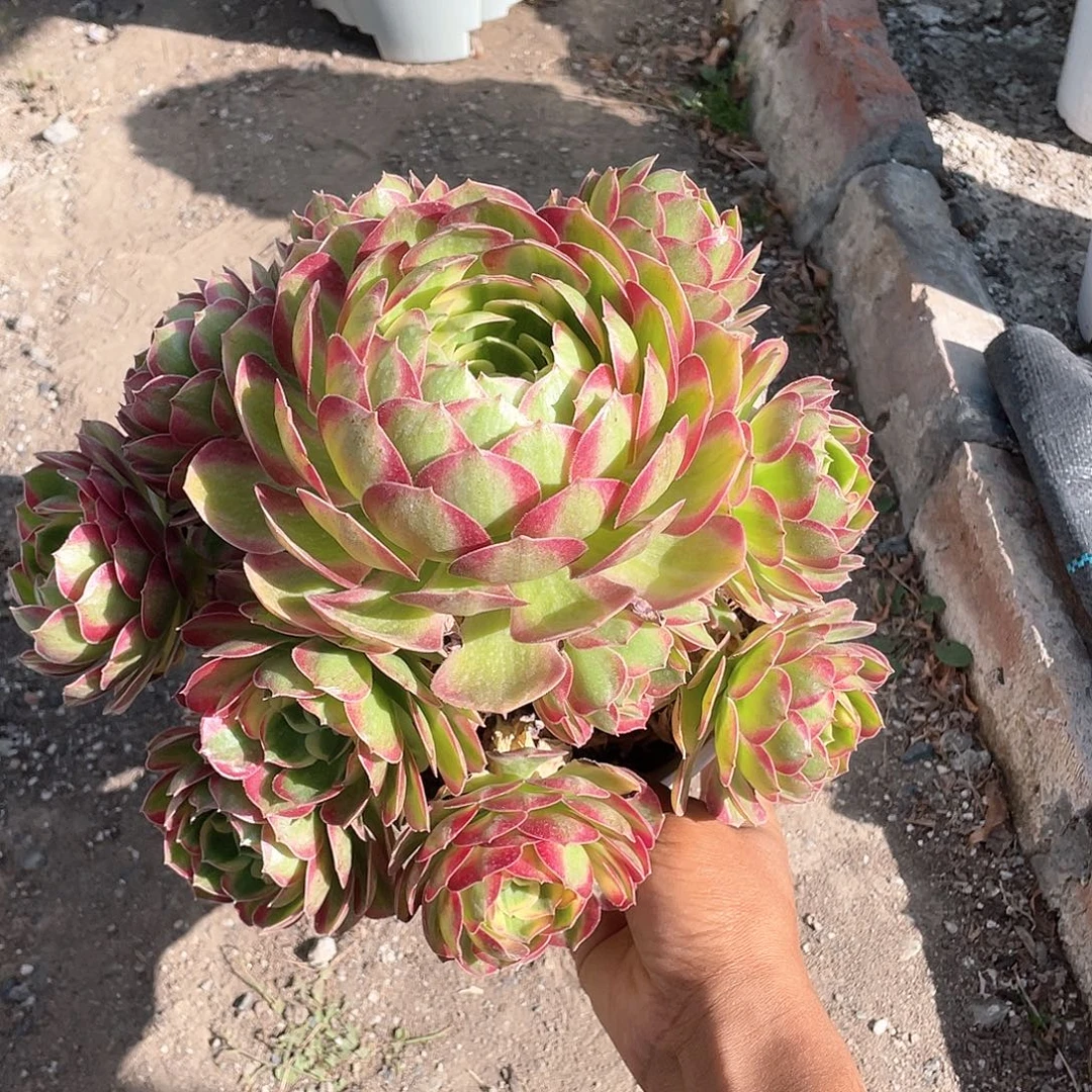 幸***韵中型海神带盆发货