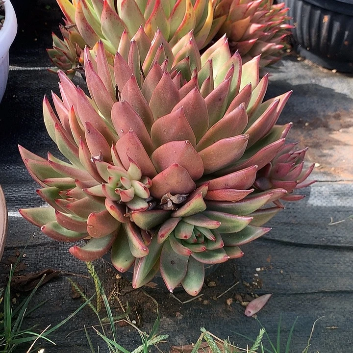 美肉特价活动开始啦