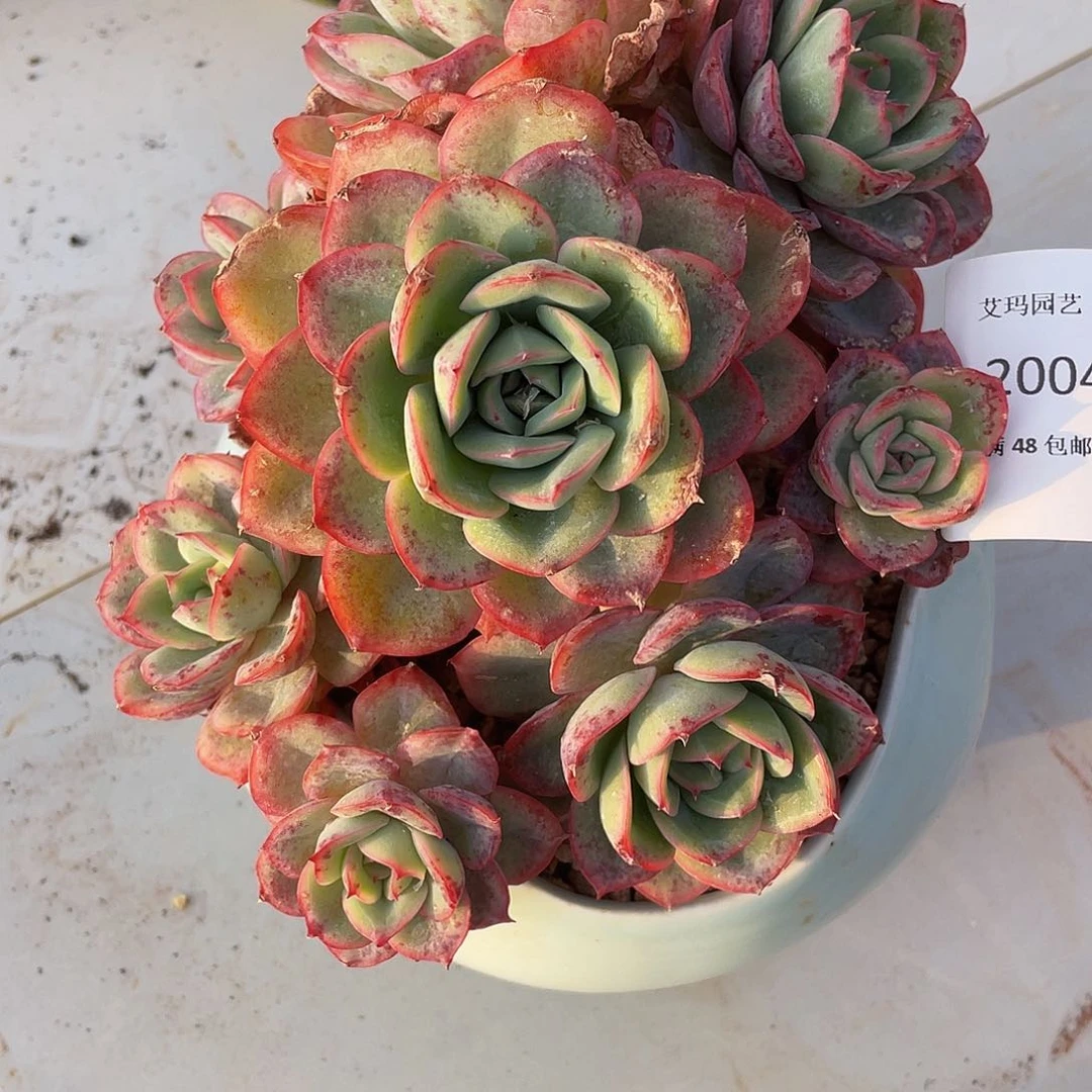 晨露有砍004 多肉多肉多肉