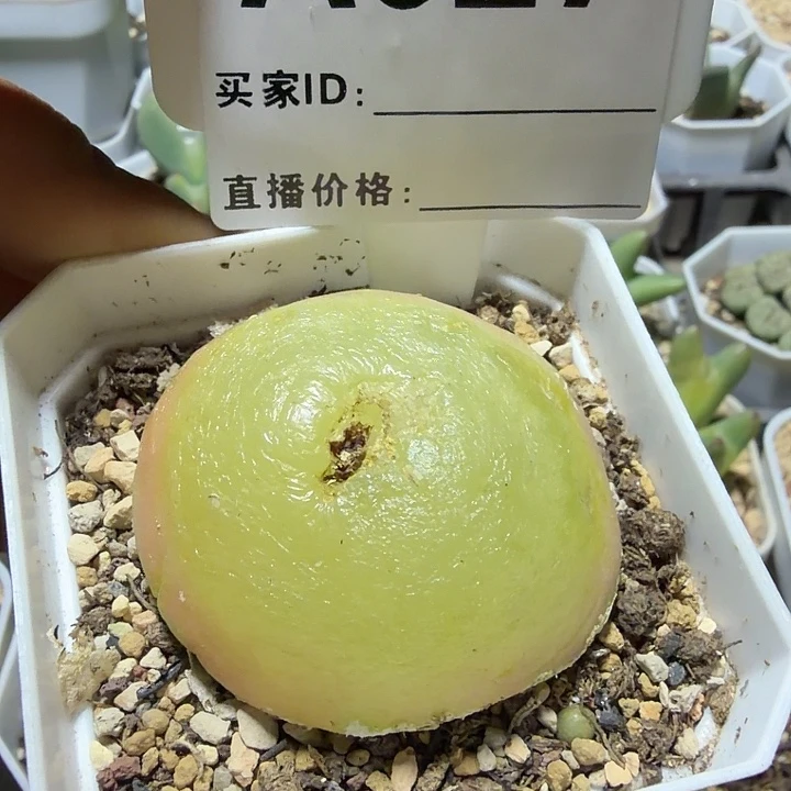 027。多肉植物的生长发育