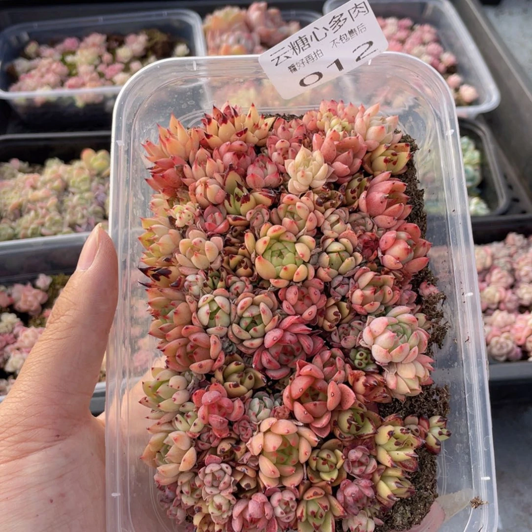 云糖心多肉植物12