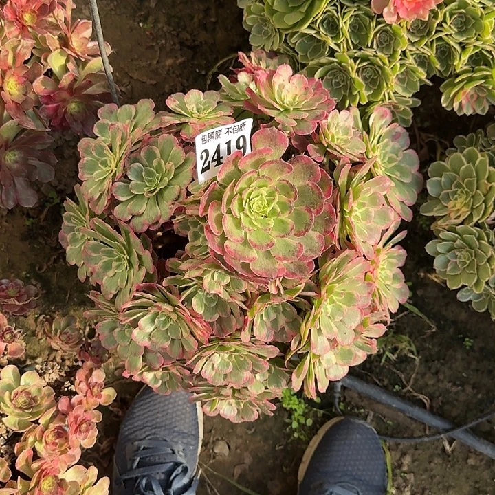 17-22法师霁月2419