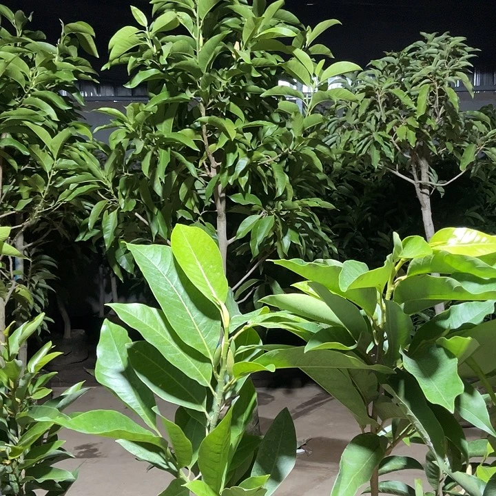 完全开放一颗黄蓝一颗白蓝小苗