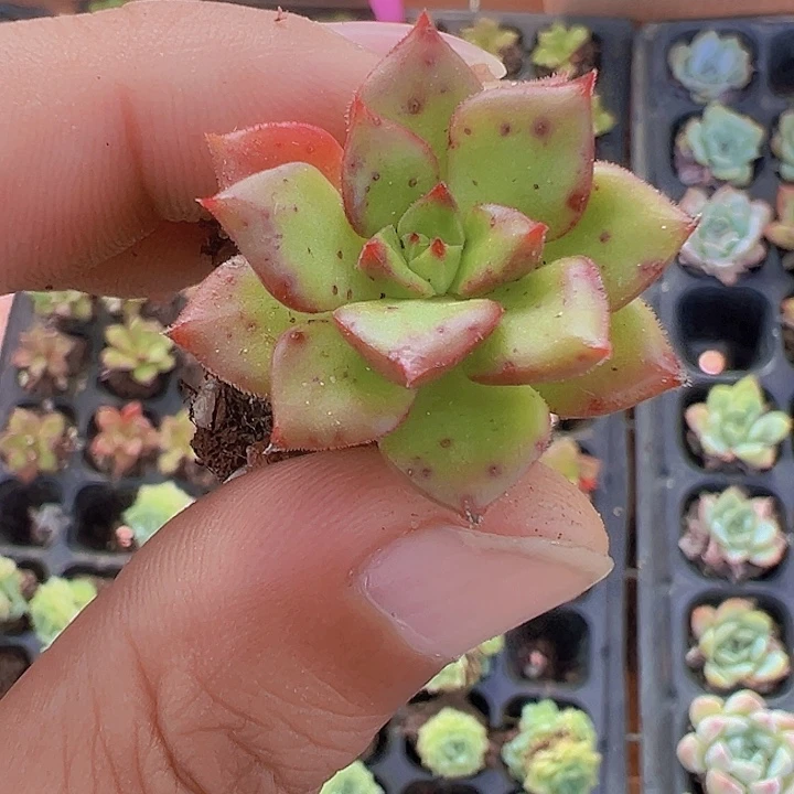 蒂亚精品多肉植物
