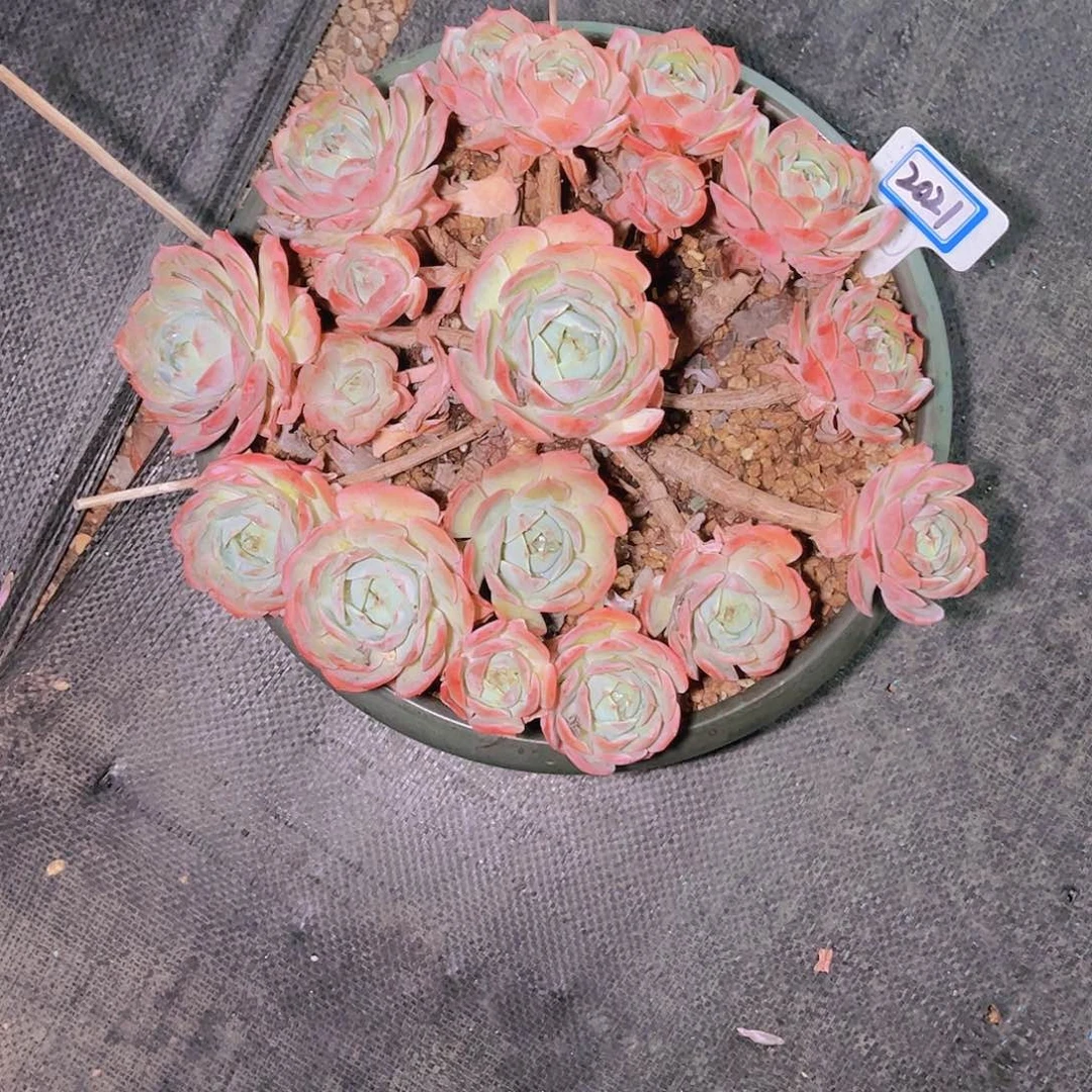 男***）2021带盆发物流一颗