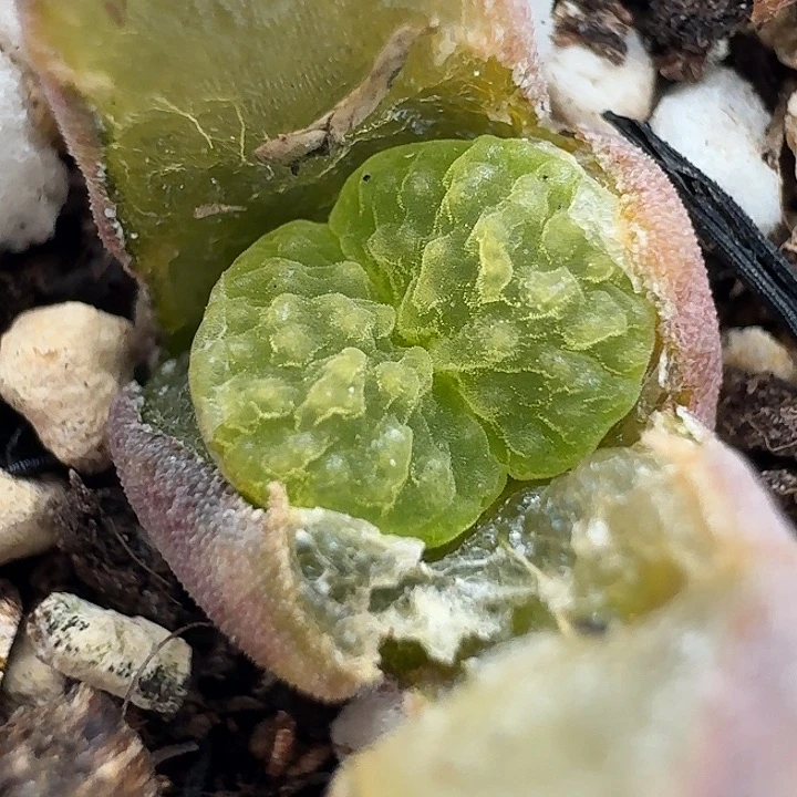 老马生石花磁铁2335