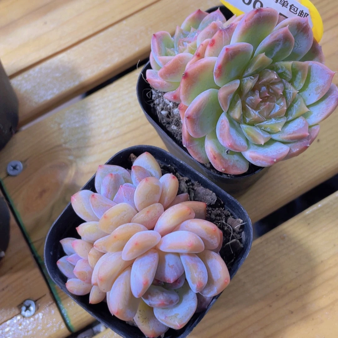 1001号 珍妮冰魄加糖心橙子群