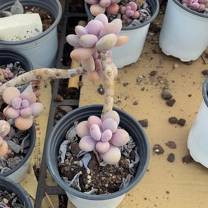 90盆老庄桃蛋带盆