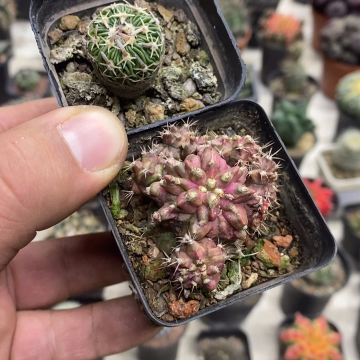 太刀岚海神2颗特价