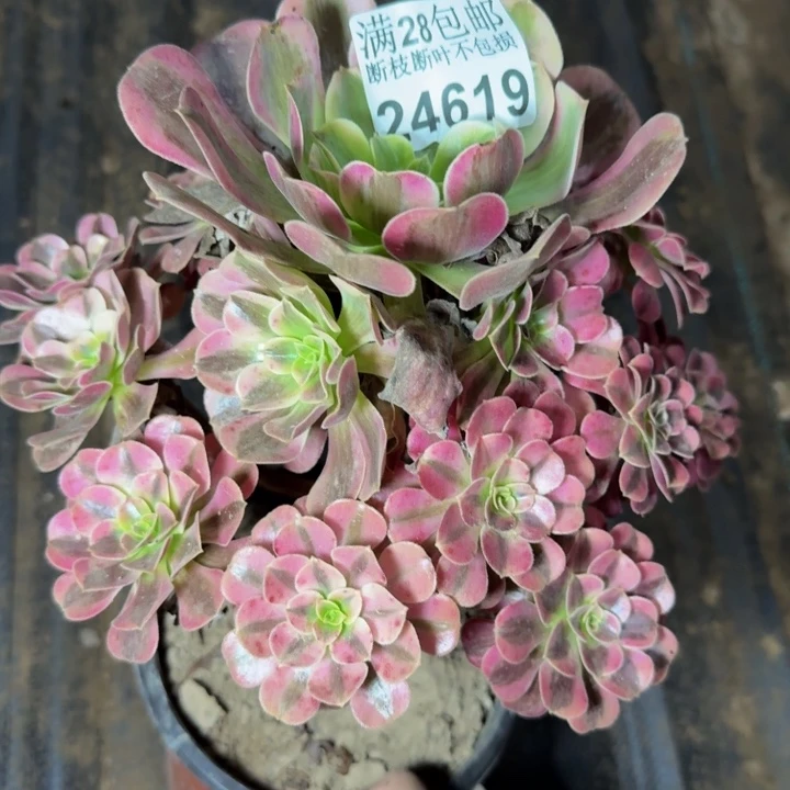 24619南美杜不按断枝