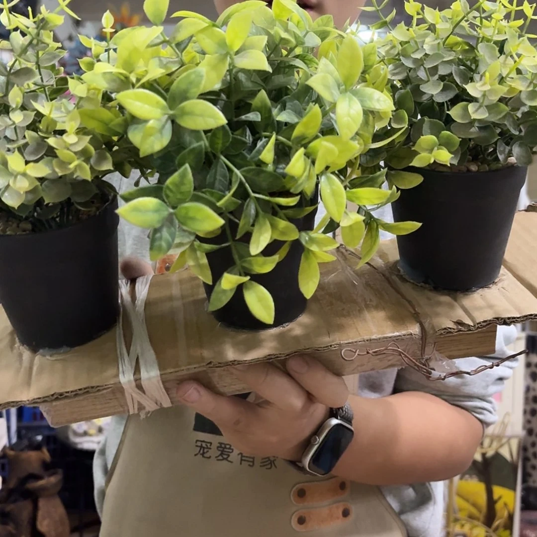 核桃木/黑胡桃（胡桃木）