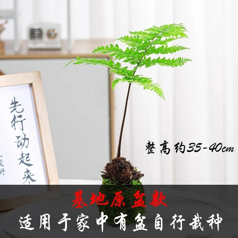 红磷蕨苔藓球室内观叶植物桌面禅意净化空气吸甲醛蕨类绿植一叶蕨