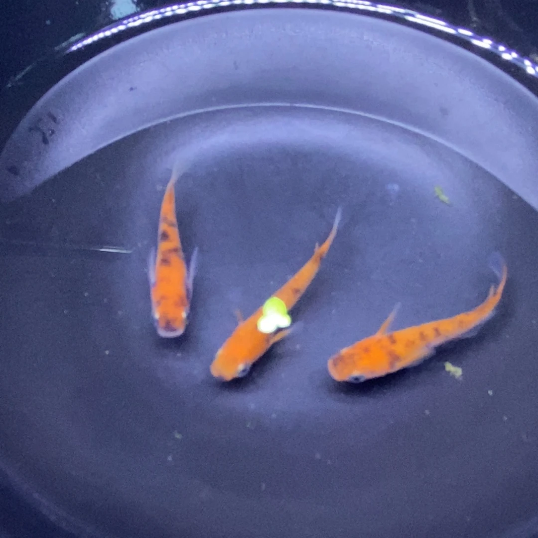 青鳉鱼云州三色32号
