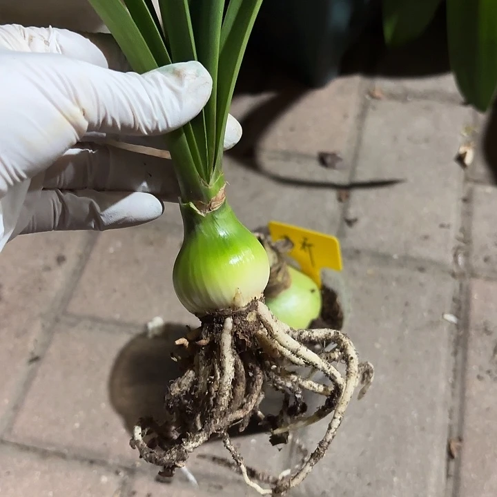 无花朵朱顶红盲盒3+