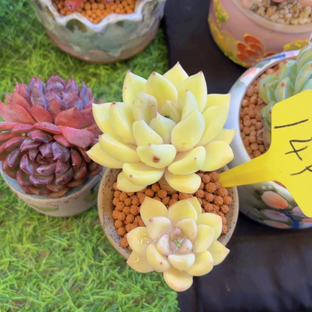 蛇*✨我的小可爱们都好可爱