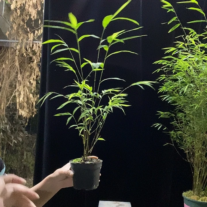 完全开放内门竹内门竹内门竹外门