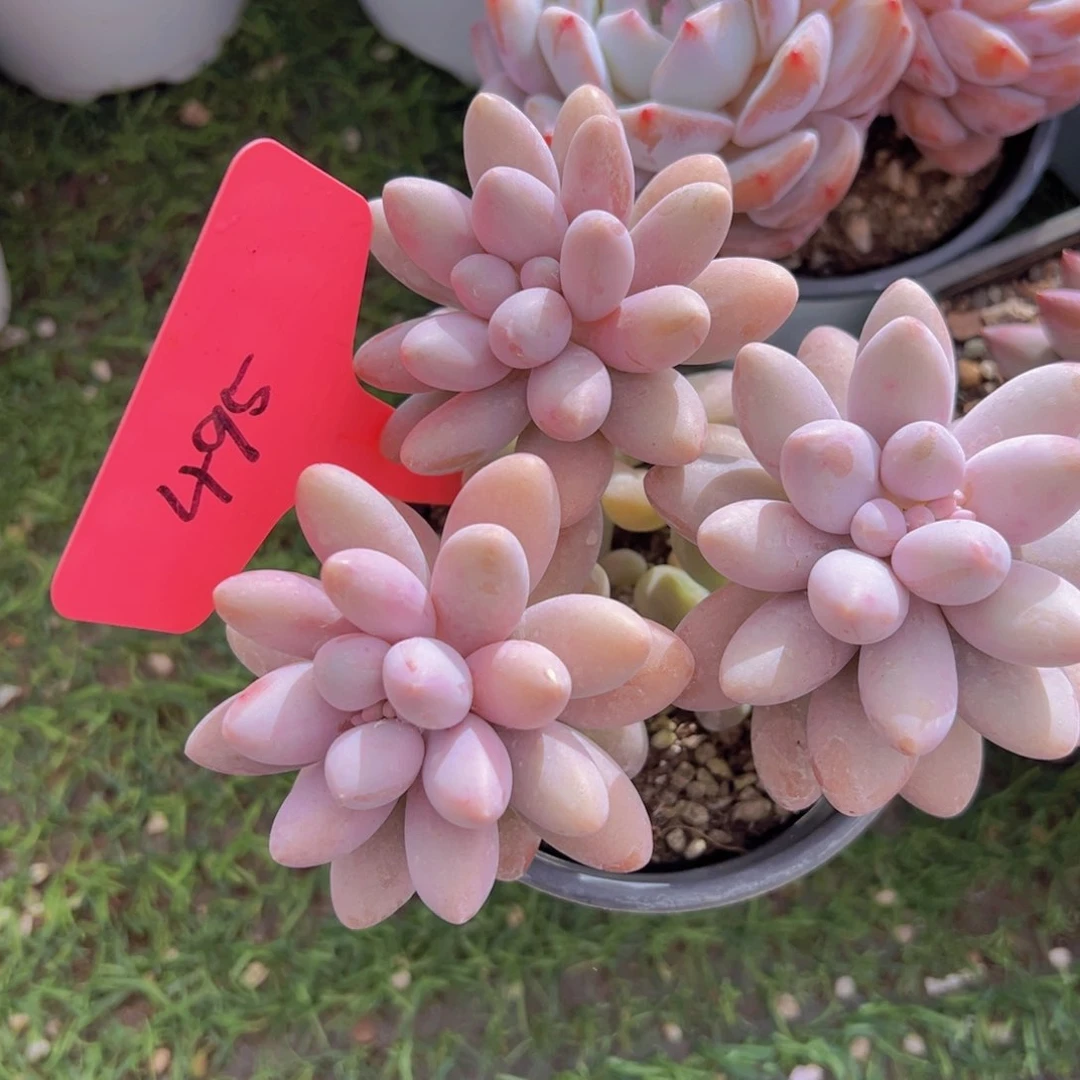 香玉等多种名贵的产品和服务