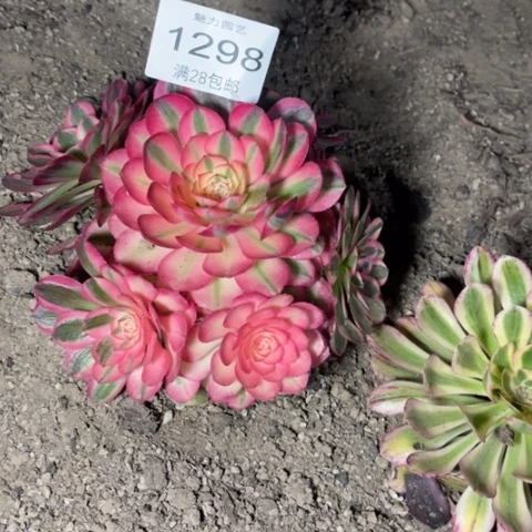 荔枝多肉多肉1298