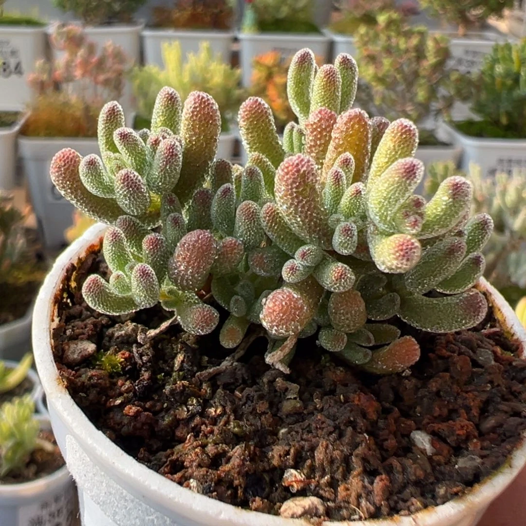 28-727奶油冰五圆盆