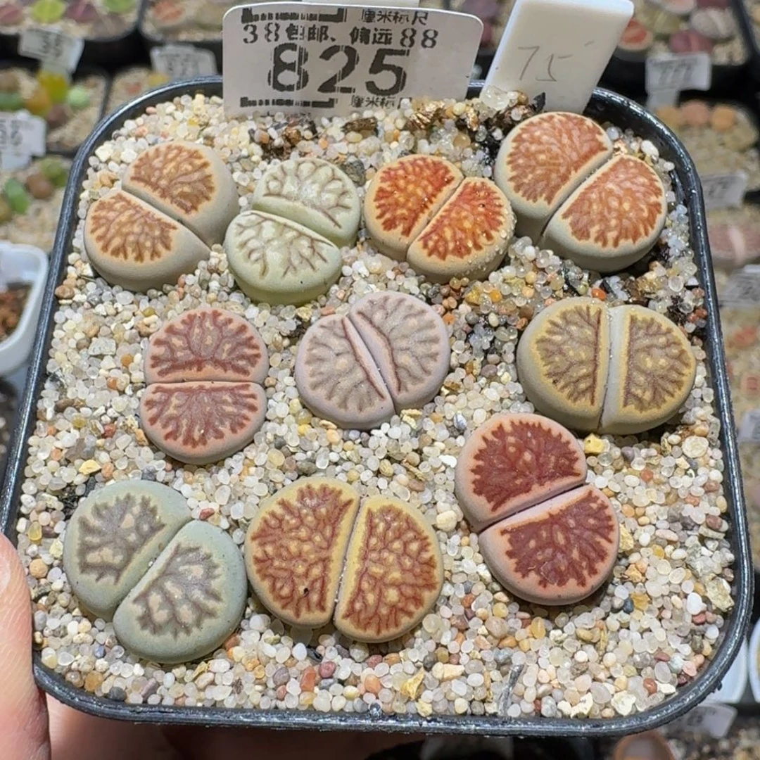 1***5Ssss精品生石花825