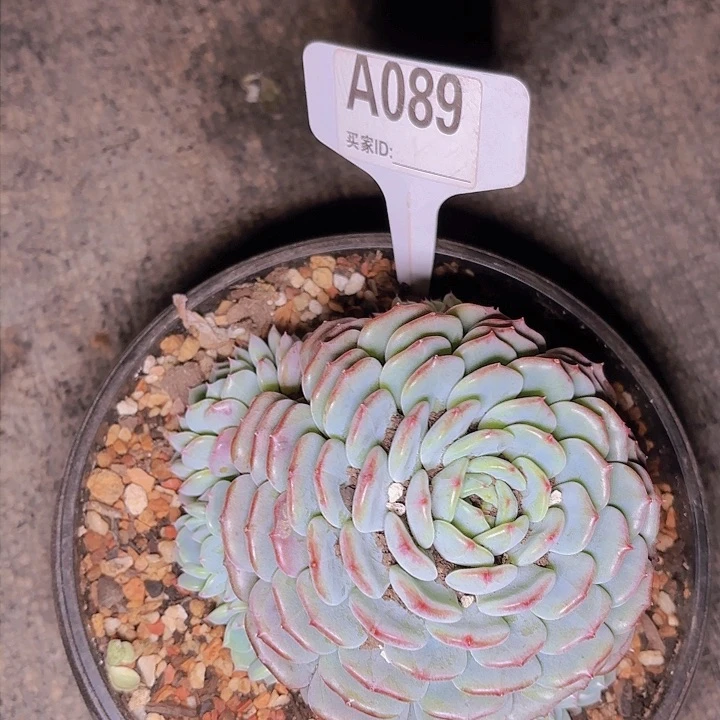 凤白胖子一物一拍A089