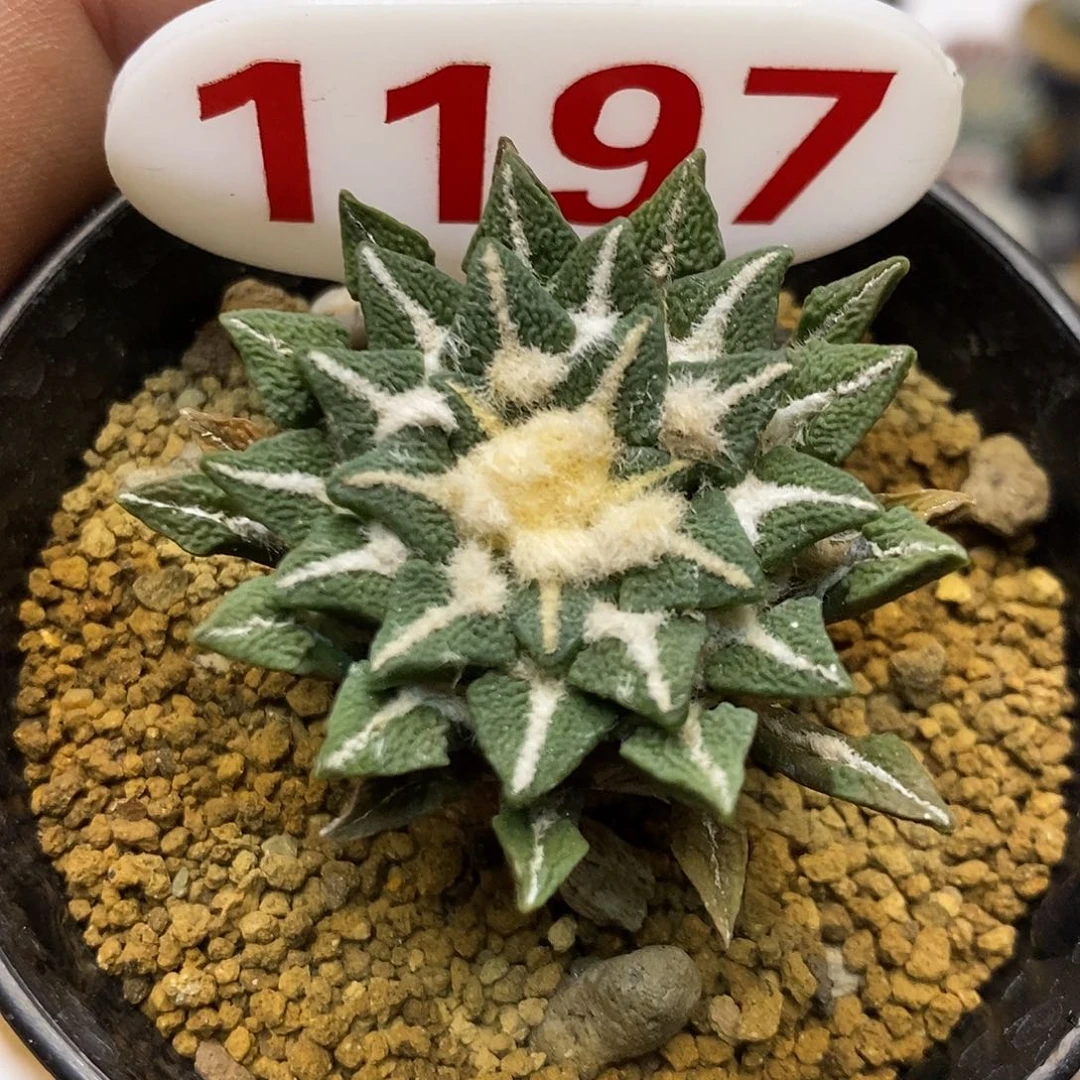 1197牡丹特价咯哈谢谢