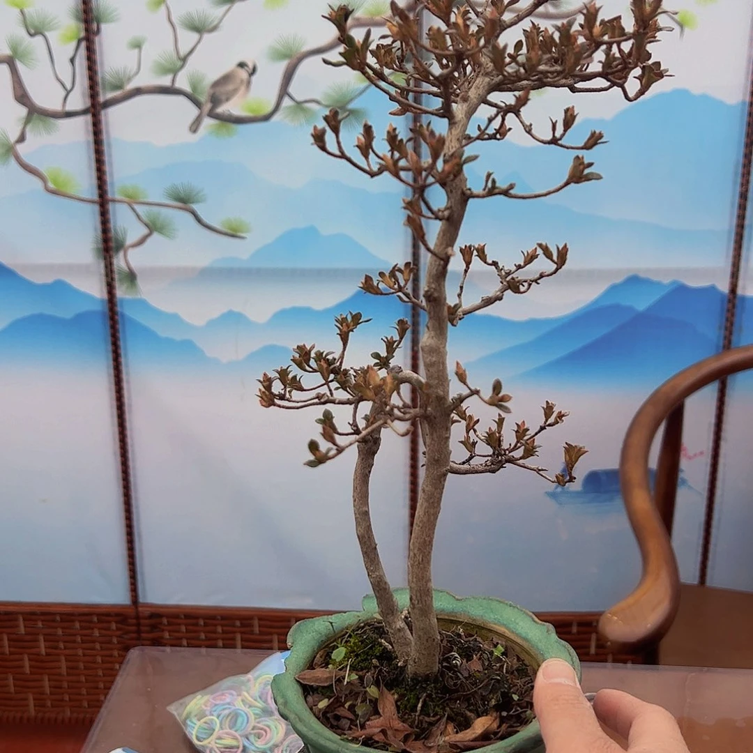 盆景t****r皋月杜鹃