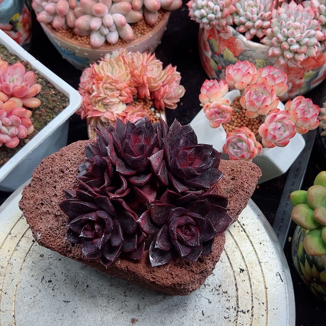 然然精品多肉巧克力玫瑰