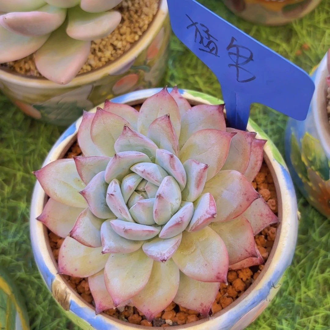 我的小可爱们都好可爱