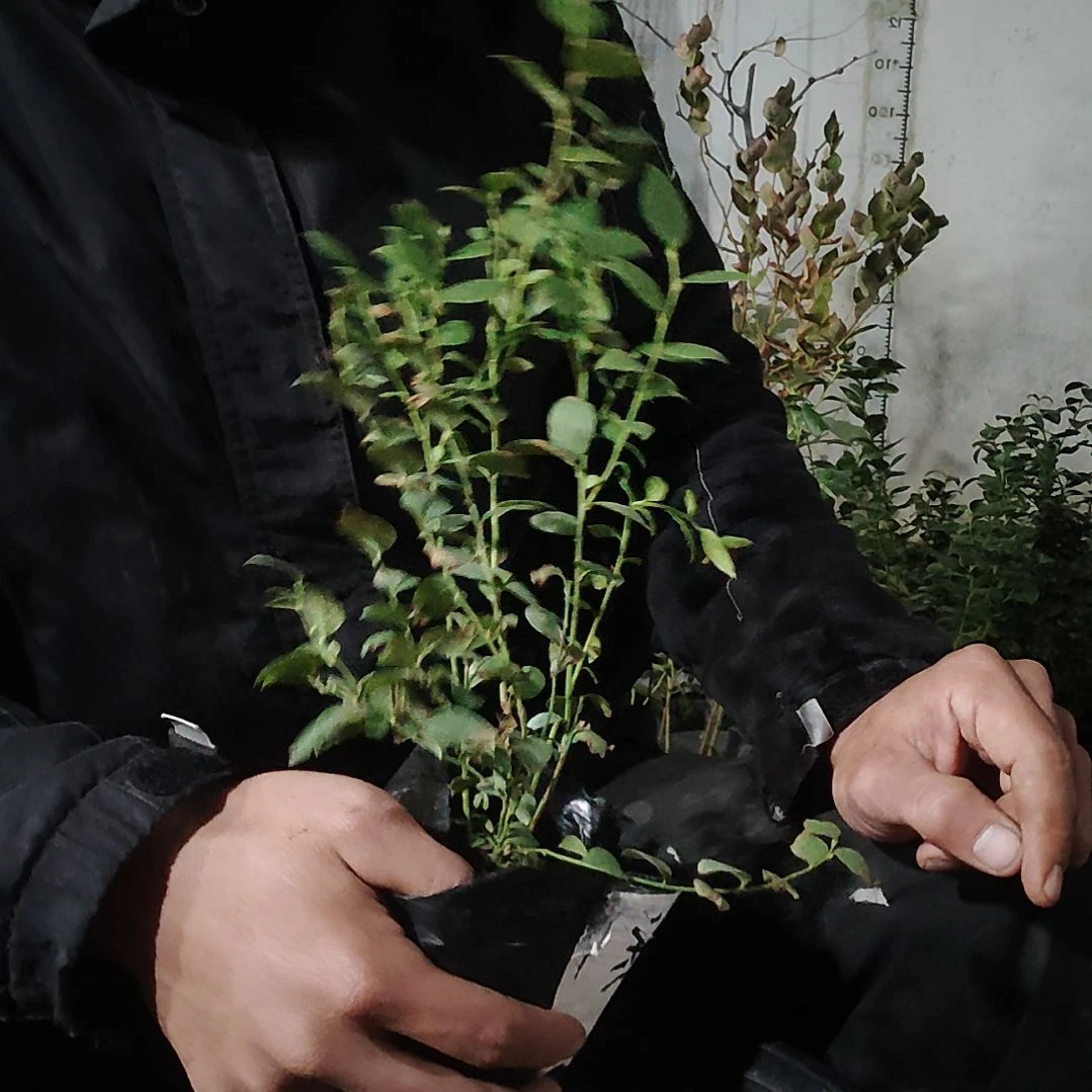 花香蓝莓小钵苗拍二送一