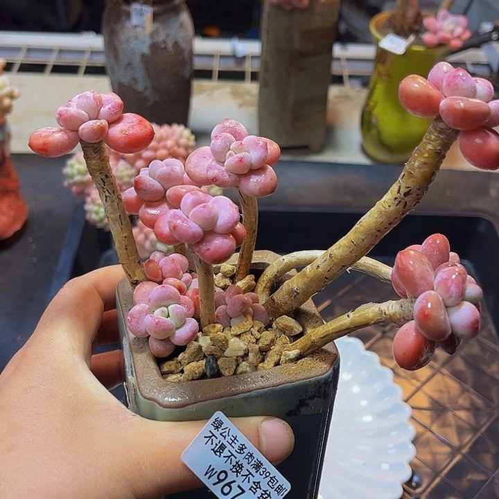 967樱花洛神14 厘米