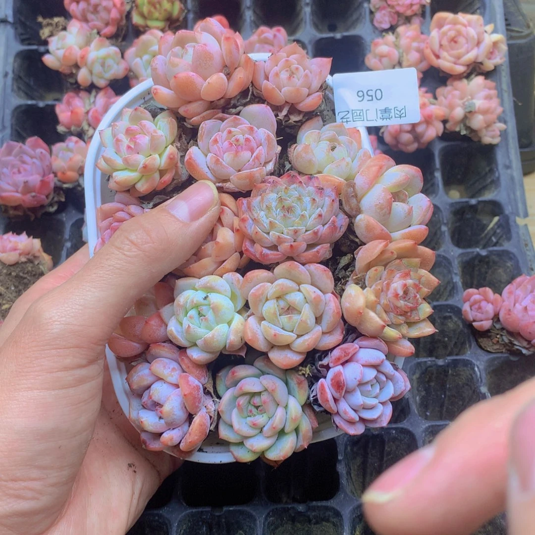 我要去看你了哦你056