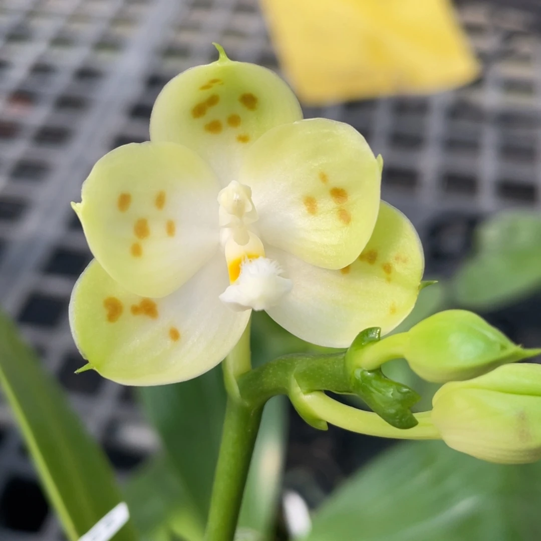 大部分花苞少量开放21DP