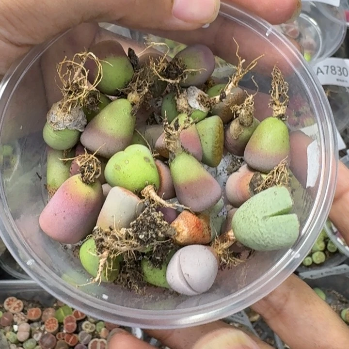 7872 生石花和肉锥
