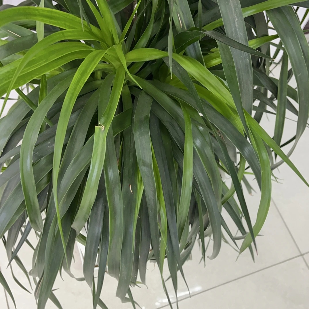 925银耳饰 925银饰处理耳饰  戒指 项链 手链