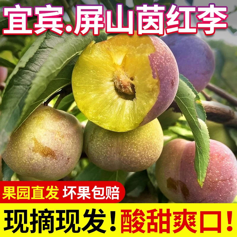 【果园直发】脱骨李茵红李脆甜青脆李现摘现发5斤装孕妇水果半边红