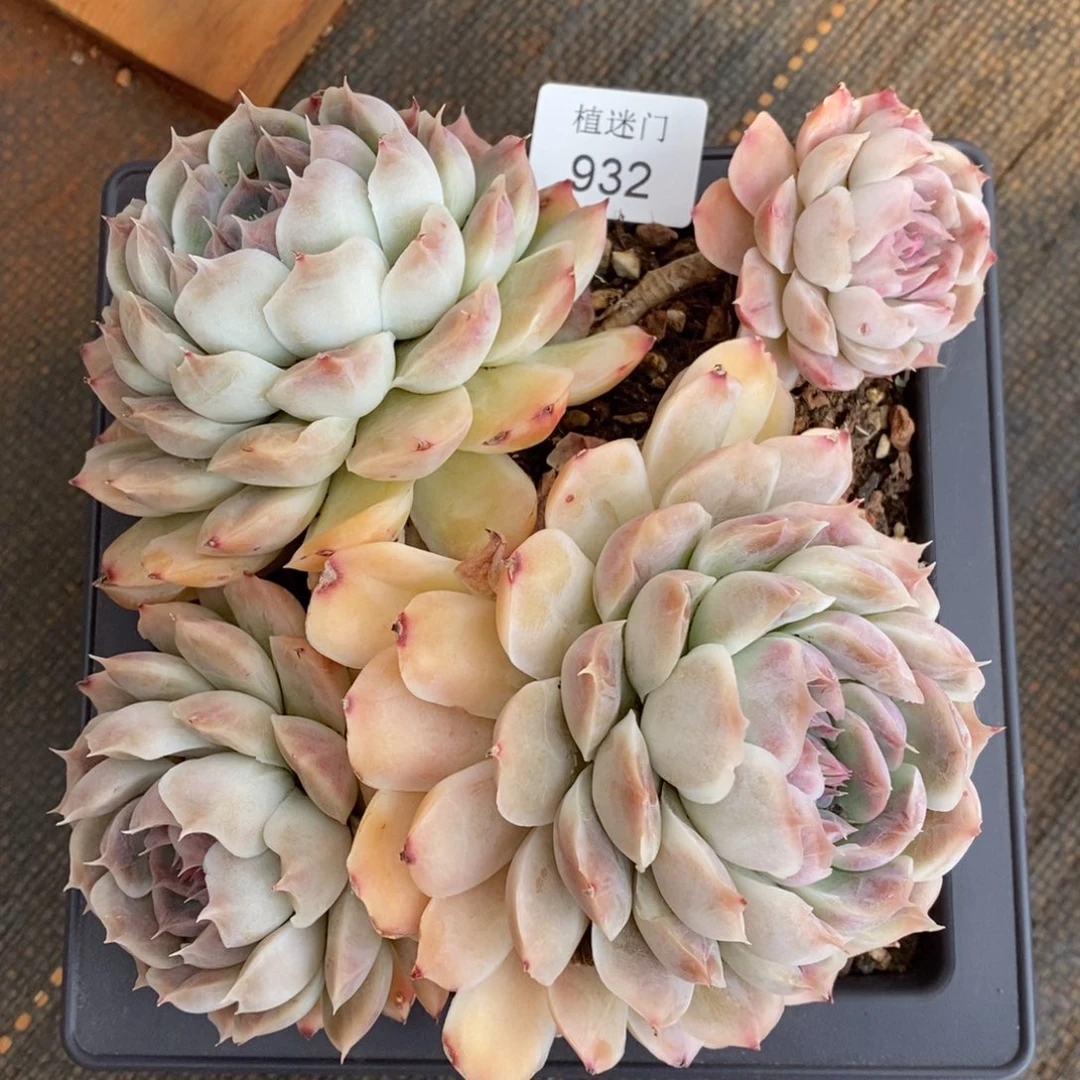?**虫不包整散掉头932散~特